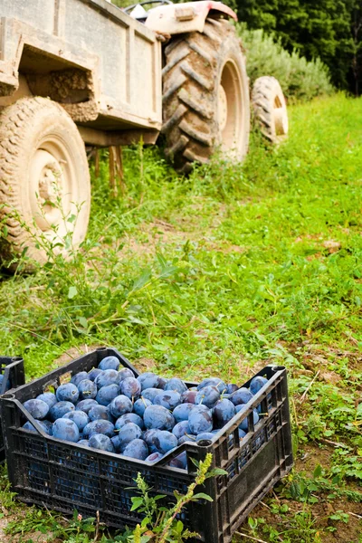 stock image Boxes with plums near tractor