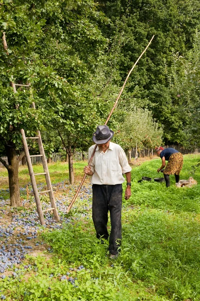 Cueillette des prunes — Photo