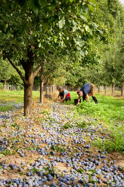 Picking plums — Stock Photo, Image
