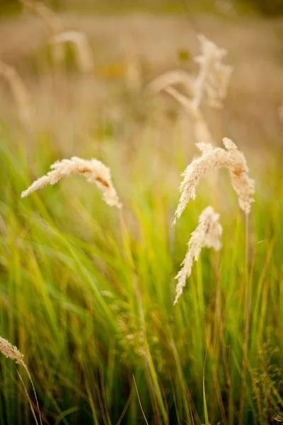 Sarı çim — Stok fotoğraf