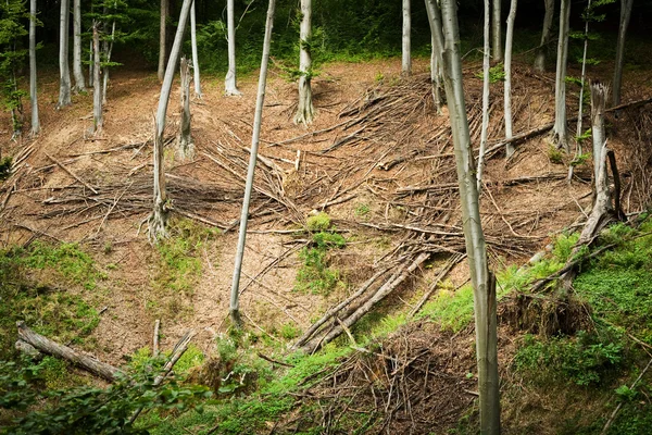 Árvores caídas — Fotografia de Stock