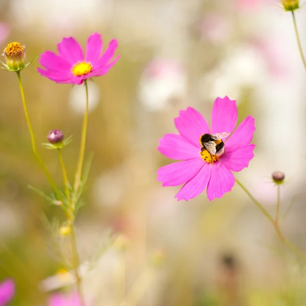 Bumblebee and cosmos flowers — Stock Photo, Image