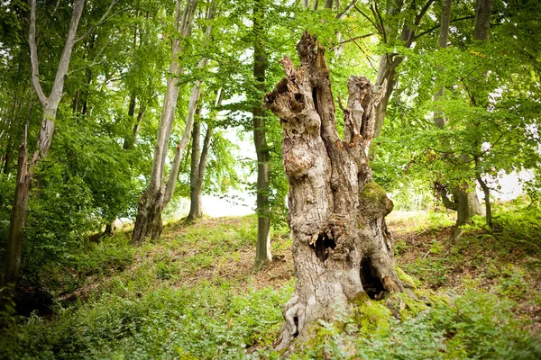 Pnia drzewa — Zdjęcie stockowe