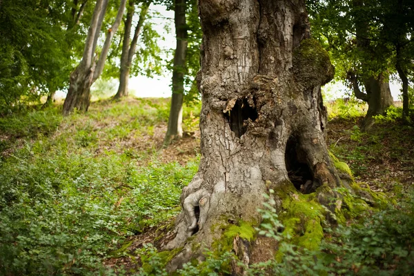 Trozo de árbol — Foto de Stock