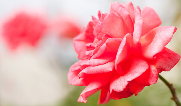 Macro of a pink rose on blurred background