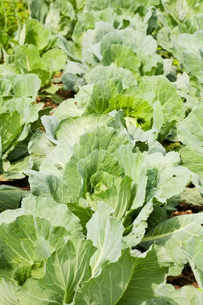 Rows of cabbage in a garden — Stock Photo, Image