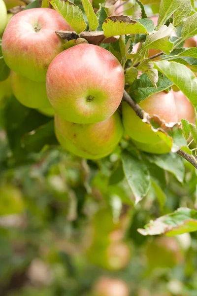 사과 — 스톡 사진
