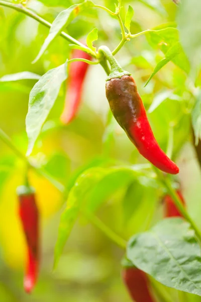 Rå varm paprika — Stockfoto
