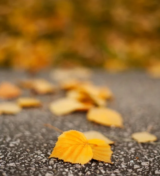 Lehullott levelek — Stock Fotó
