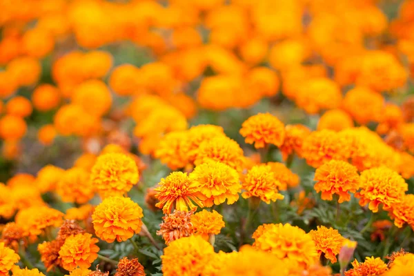 Sardunya turuncu çiçekler — Stok fotoğraf