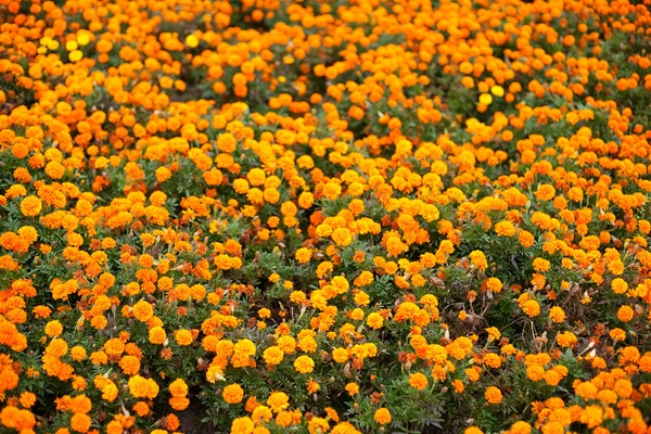 Geranium orange flowers — Stock Photo, Image