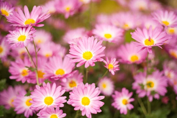 Flores en un jardín —  Fotos de Stock