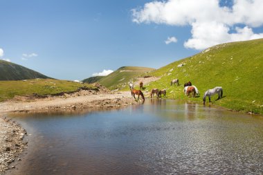 atları yakınındaki dağlarda bir gölet