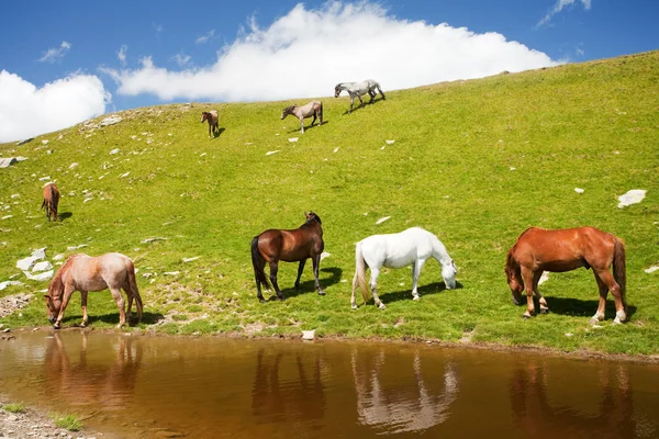 Koně u rybníka v horách — Stock fotografie