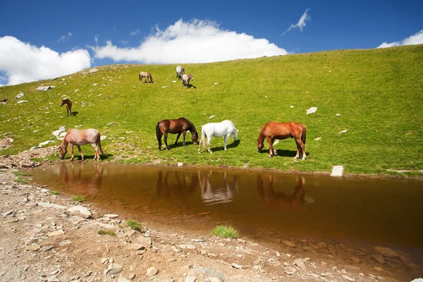 山中池の近くの馬 — ストック写真