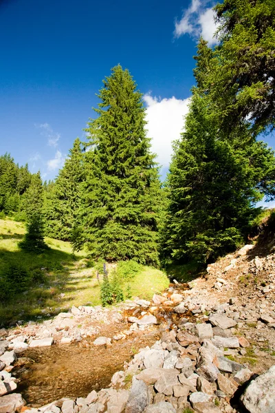 Bach in einem Kiefernwald — Stockfoto