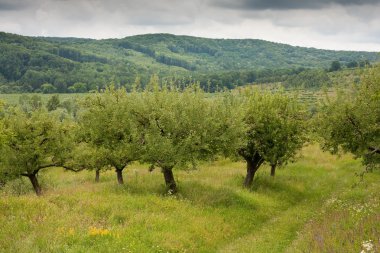 Forest in a cloudy day clipart