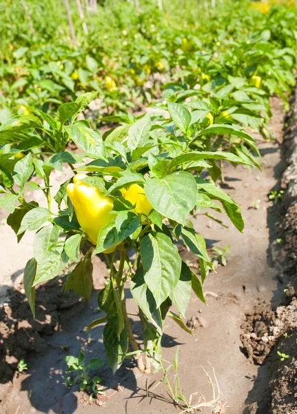 Grüne Paprika im Garten — Stockfoto