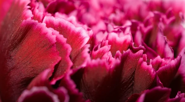 Inside of a carnation flower (dianthus) — Stock Photo, Image