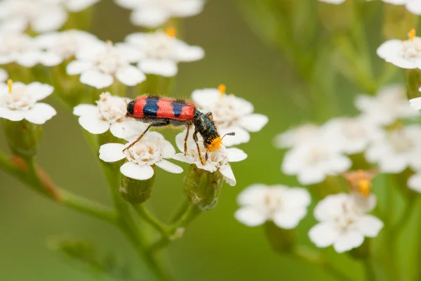 Insect pollenizing bloemen — Stockfoto