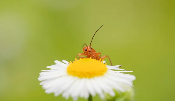 Pollenizing 花的昆虫 — 图库照片