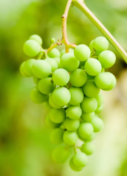 Green grapes bunch — Stock Photo, Image