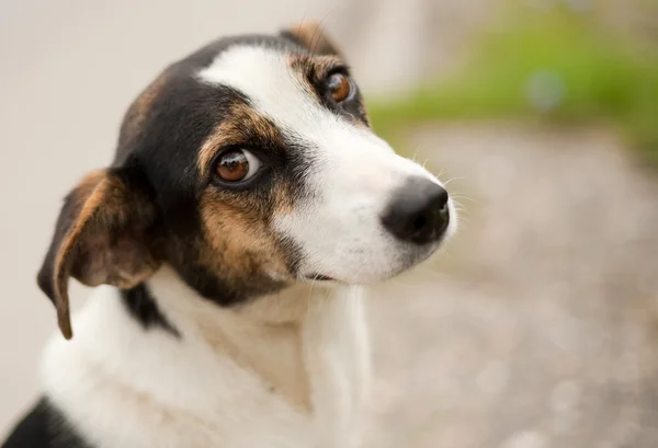 かわいい犬の屋外 — ストック写真