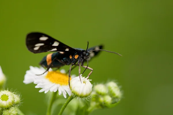 Pollenizing 꽃 나비 — 스톡 사진