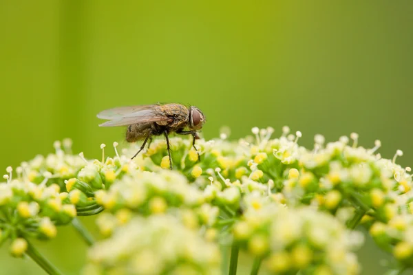 Fly pollenizing квіти — стокове фото