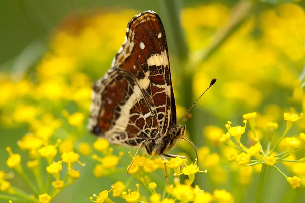 Brown butterfly pollenizing flowers — Stock Photo, Image
