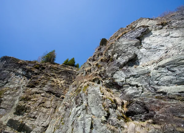 Cliff with pines — Stock Photo, Image