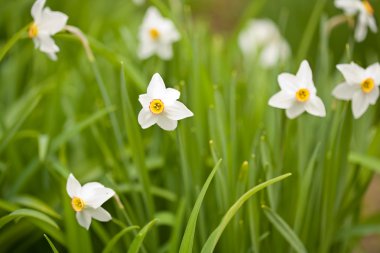 Nergis (Narcissus)