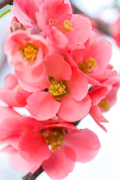 Japanse bloei quince — Stockfoto