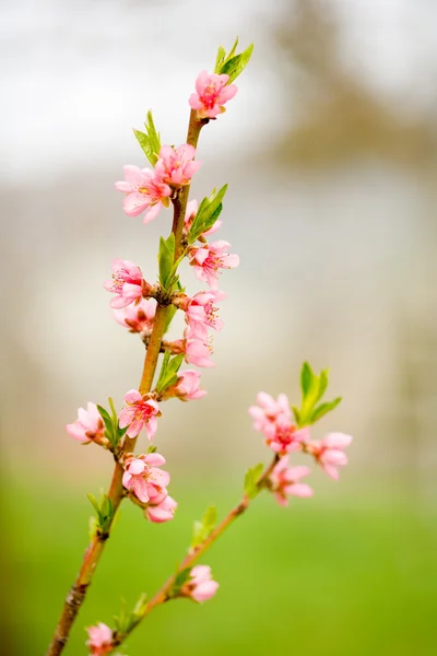 Persika blommor — Stockfoto