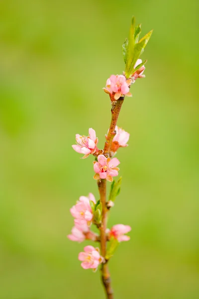 桃の花 — ストック写真