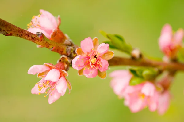Персиковые цветы — стоковое фото