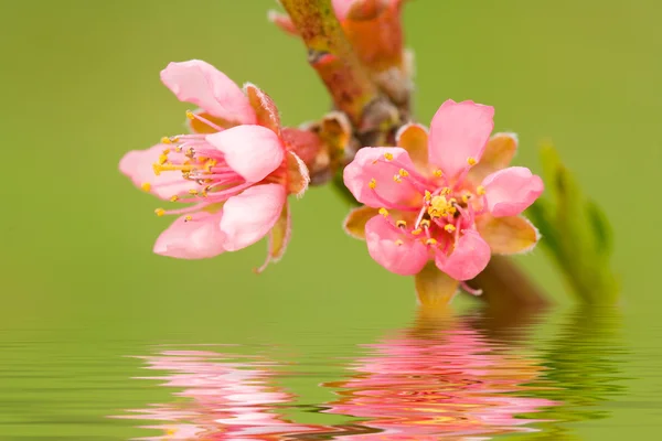 Perzikboom bloemen — Stockfoto