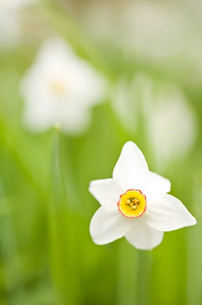 Daffodils (νάρκισσοι) — Φωτογραφία Αρχείου