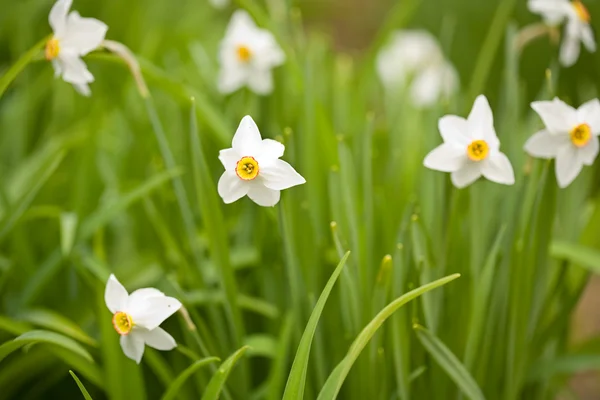 Daffodils (Narcissus) — Stock Photo, Image