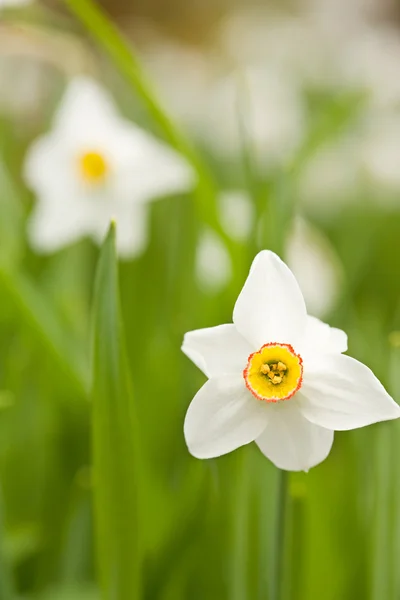 Daffodils (νάρκισσοι) — Φωτογραφία Αρχείου