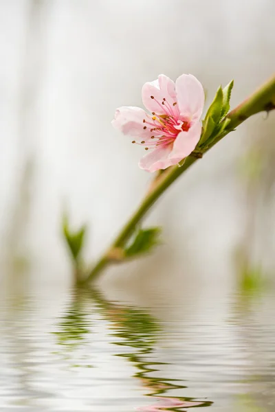 Peach tree flowers — Stock Photo, Image
