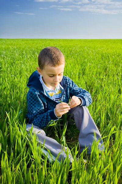 Cutea criança em um campo de trigo — Fotografia de Stock
