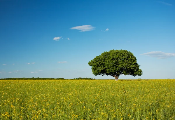 Одно дерево в поле канолы — стоковое фото