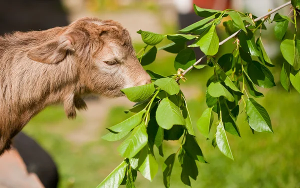 Carino bambino capra mangiare — Foto Stock
