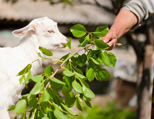 Şirin Bebek keçi yeme — Stok fotoğraf