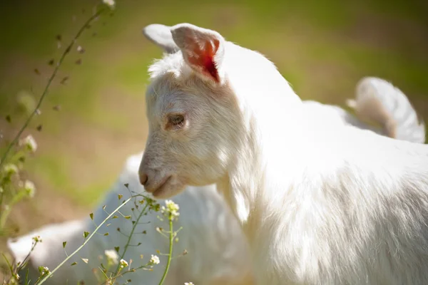 Şirin Bebek keçi — Stok fotoğraf