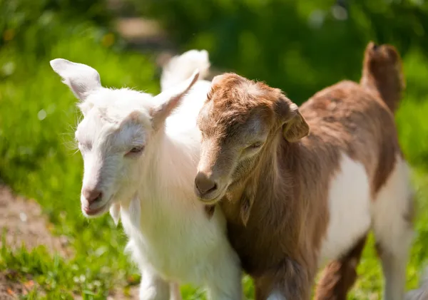 Bonito bebê cabras brincando — Fotografia de Stock