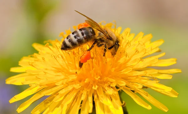 Bee collecting nectar — Stock Photo, Image