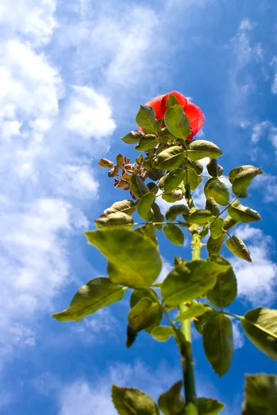 Beautiful rose agains blue sky — Stock Photo, Image