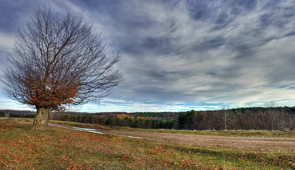 Lone tree panorama — Stock Photo, Image